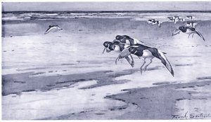 Beccacce di Mare da Frank Southgate